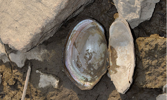 Nízky stav hladiny rieky Nitra - Korýtko