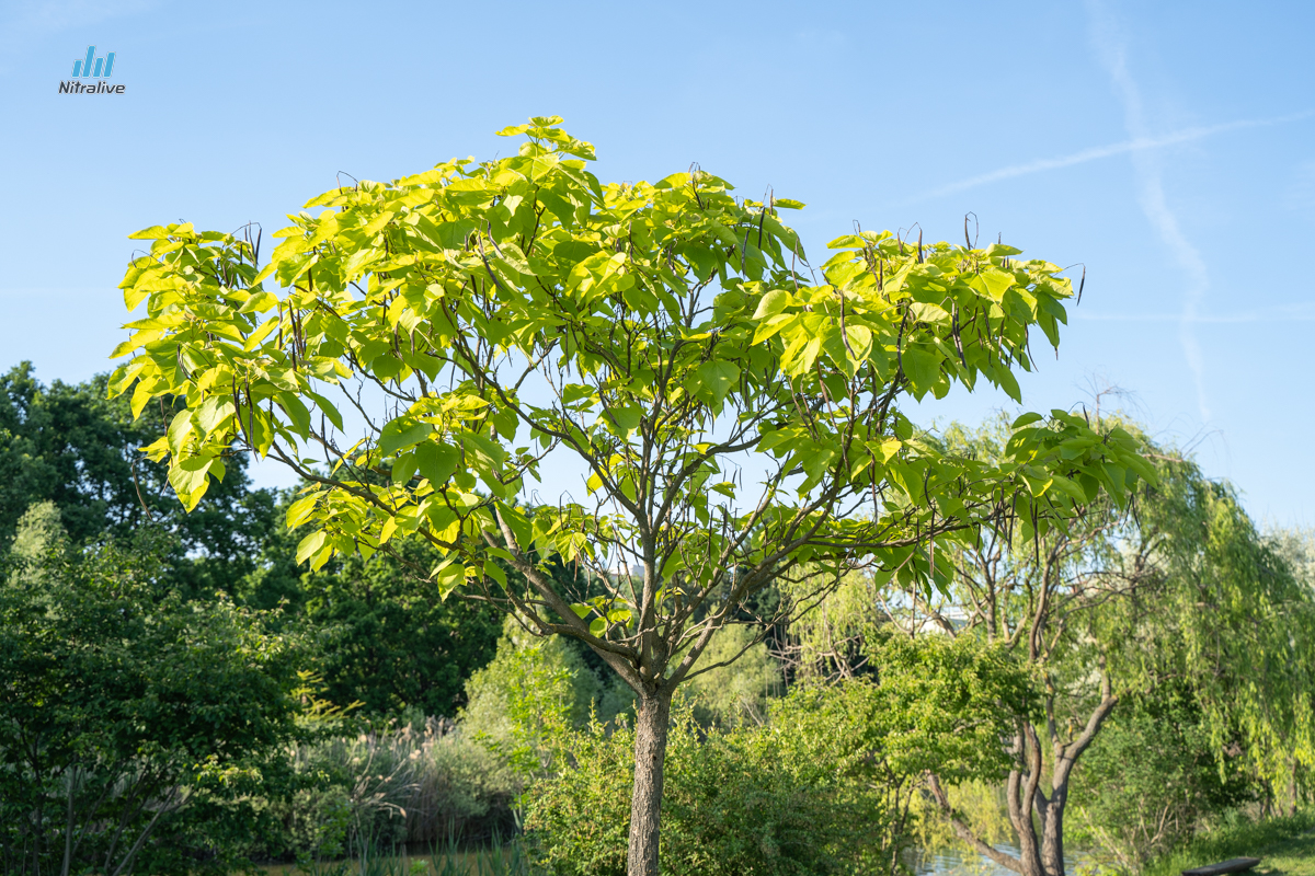 Botanická záhrada SPU v Nitre