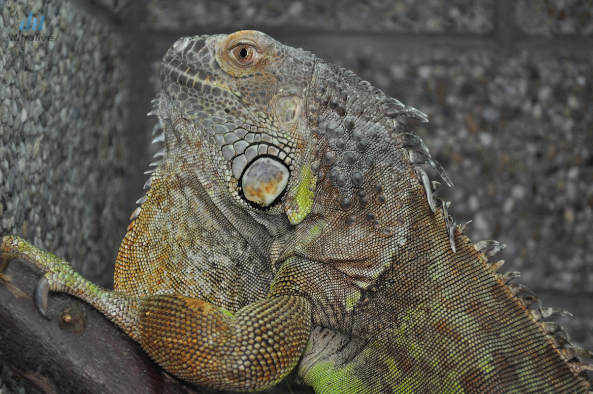 Ema Iguana iguana vo Viváriu SPU Nitra