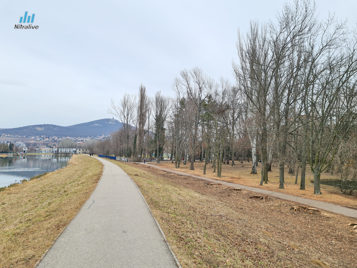 FOTO: výrub topoľov pri rieke Nitra na Sihoti
