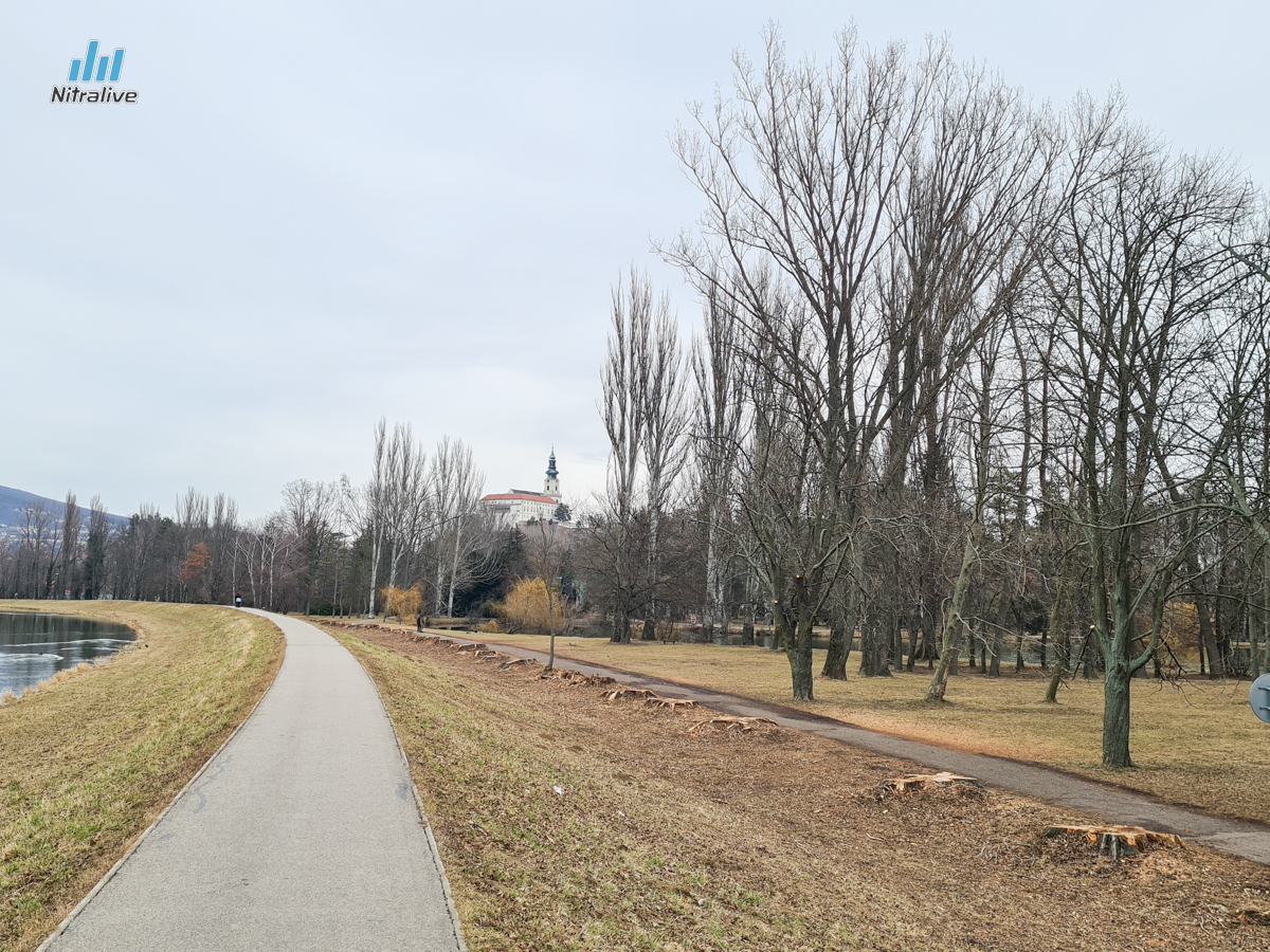 FOTO: výrub topoľov pri rieke Nitra na Sihoti