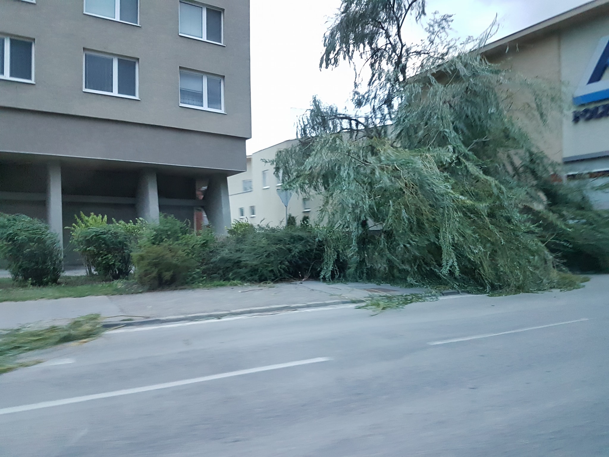 Zlomený strom, Polygon