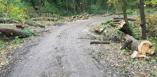 Zisťoval som situáciu okolo výrubu stromov pri liečebnom ústave