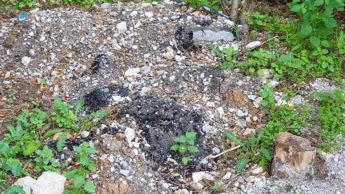 Revitalizácia Boriny Nitra